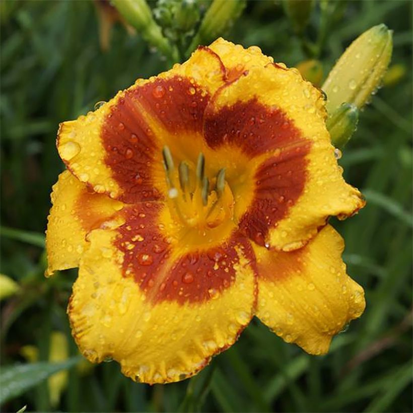 Hemerocallis Fooled Me - Daylily (Flowering)