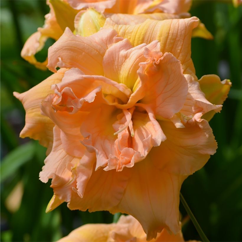 Hemerocallis In Excess - Daylily (Flowering)