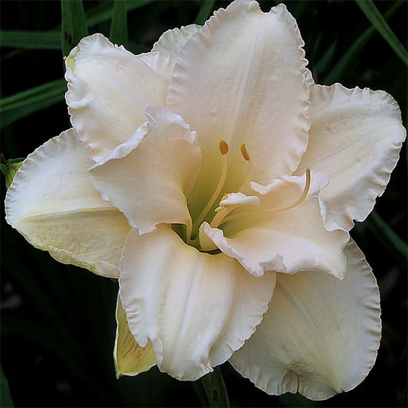 Hemerocallis Land of Cotton - Daylily (Flowering)