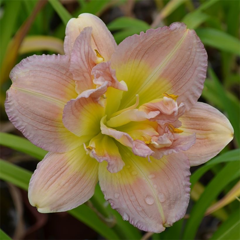 Hemerocallis Nagasaki - Daylily (Flowering)