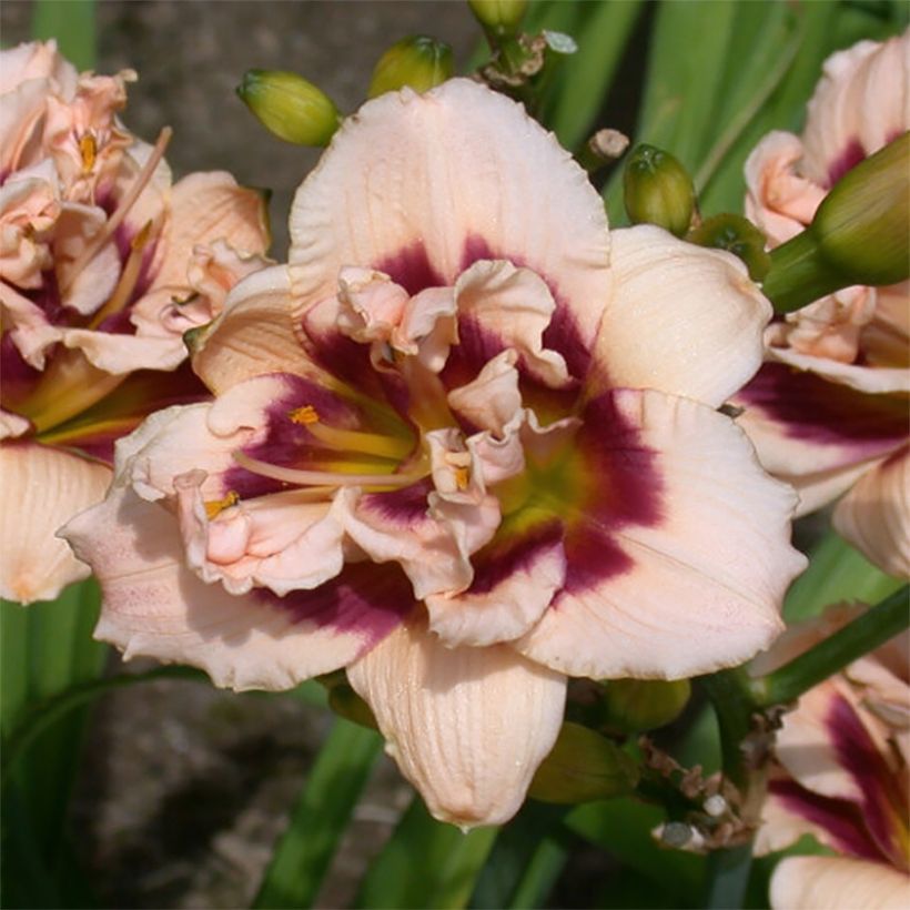 Hemerocallis Roswitha - Daylily (Flowering)