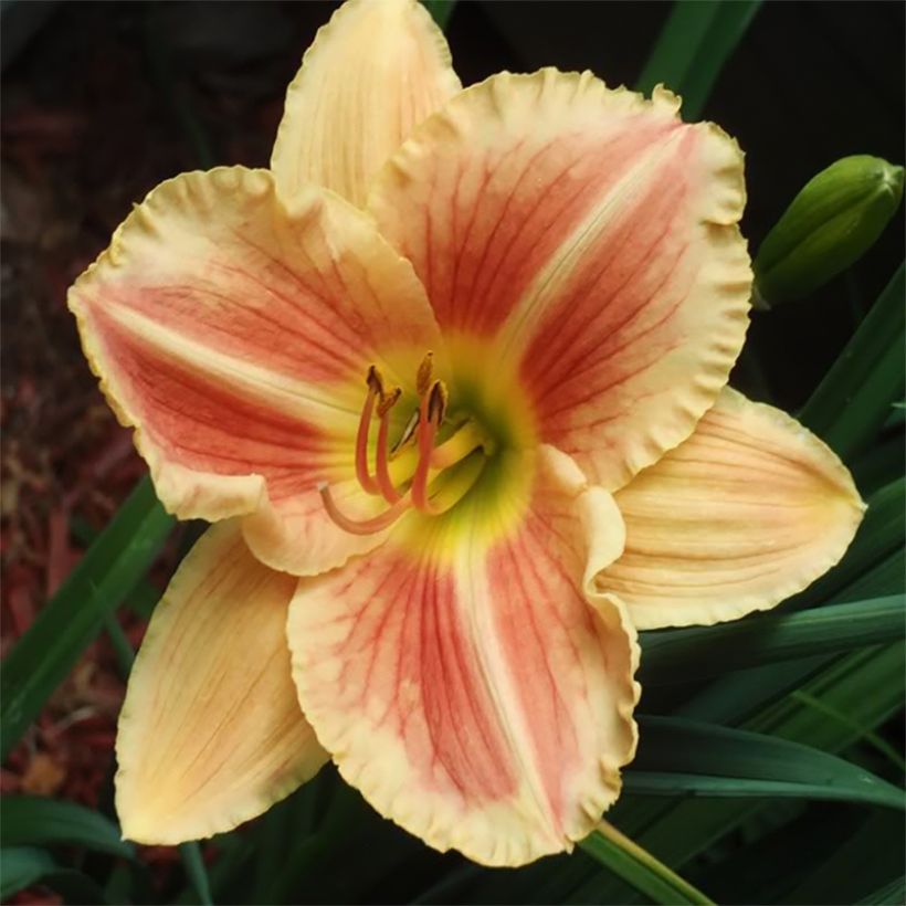 Hemerocallis Veins of Truth - Daylily (Flowering)