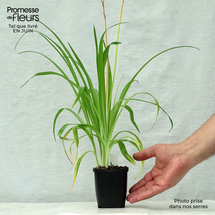 Hemerocallis middendorffii - Daylily 8/9 cm pot sample as delivered in summer