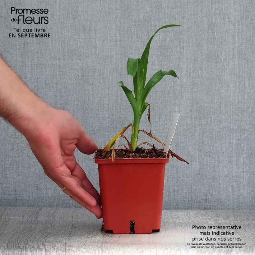 Hemerocallis Rose Corsage - Daylily 1L/1.5L pot sample as delivered in autumn