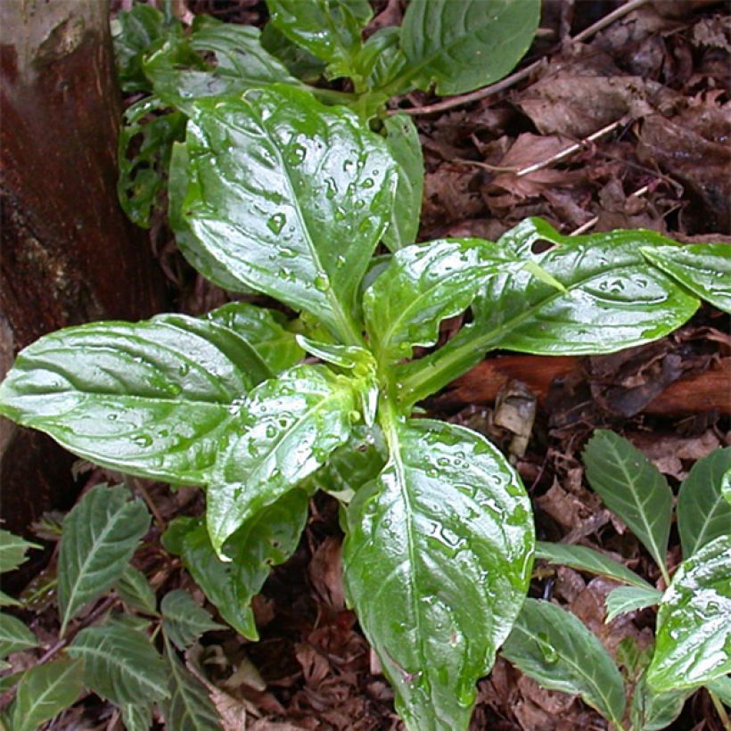 Hemiboea subcapitata (Foliage)