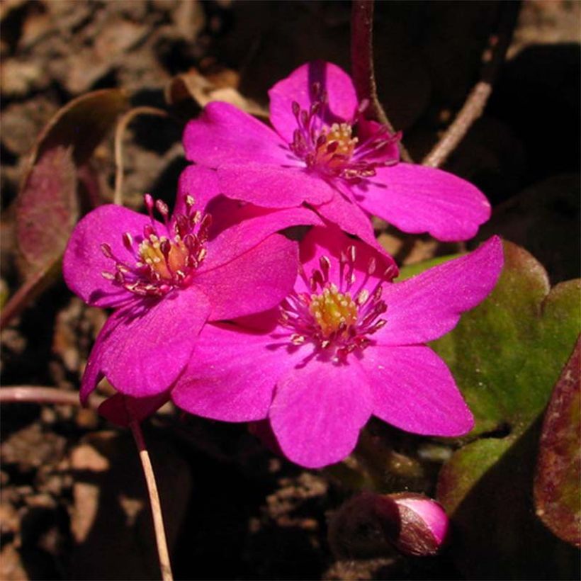 Hepatica nobilis Red Forest (Flowering)
