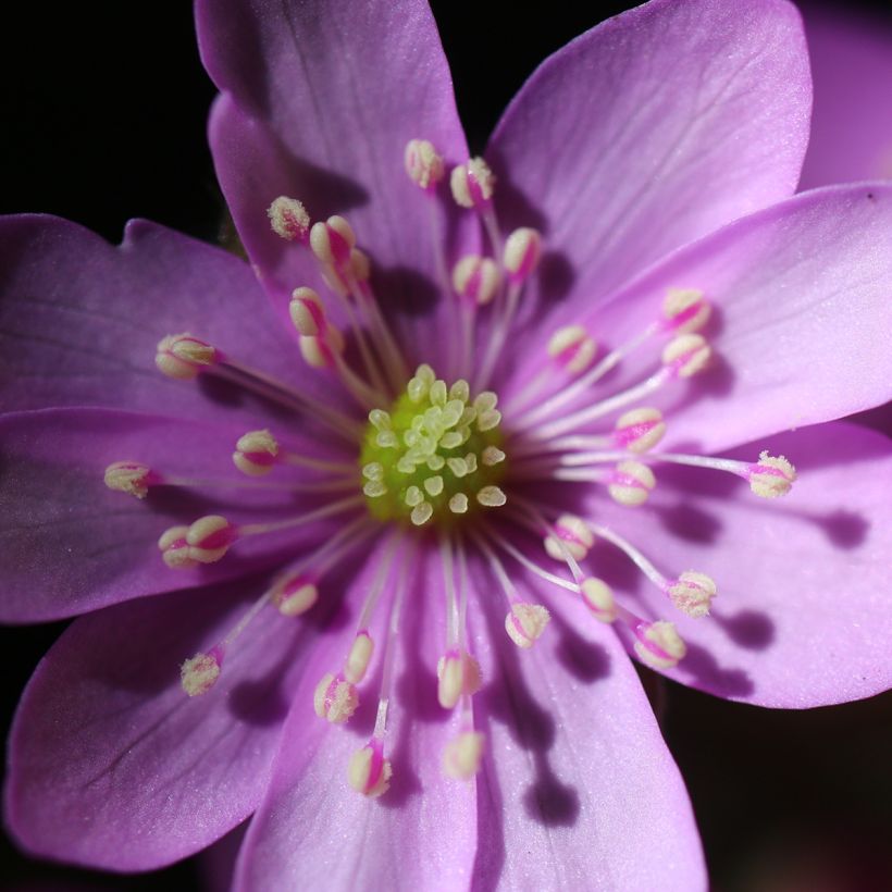 Hepatica nobilis Rosea (Flowering)