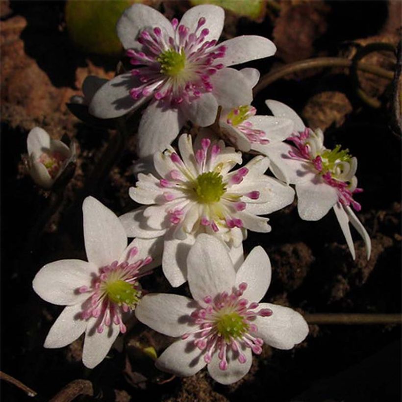 Hepatica nobilis White Forest (Flowering)