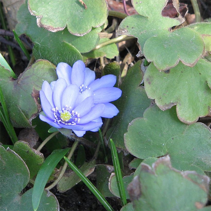 Hepatica transsilvanica De Buis (Foliage)