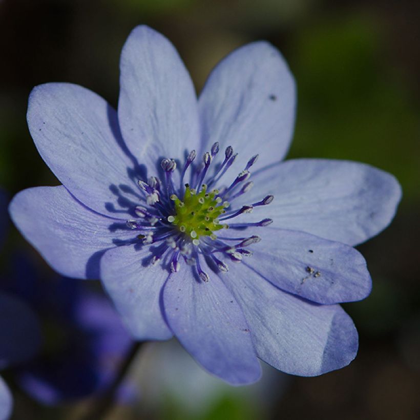 Hepatica transsilvanica De Buis (Flowering)