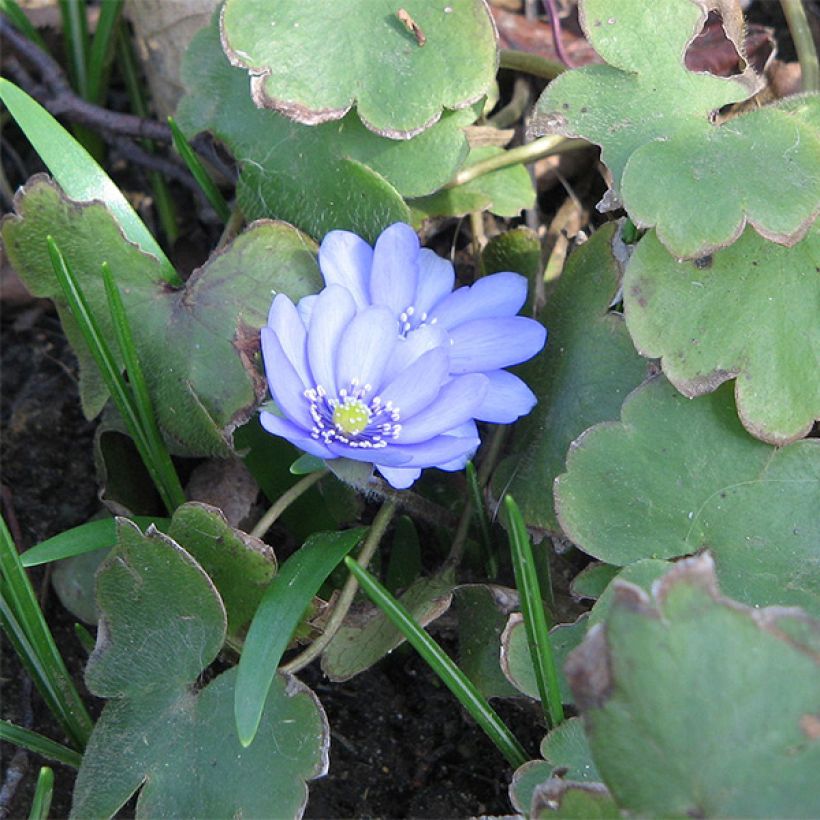 Hepatica transsilvanica De Buis (Plant habit)