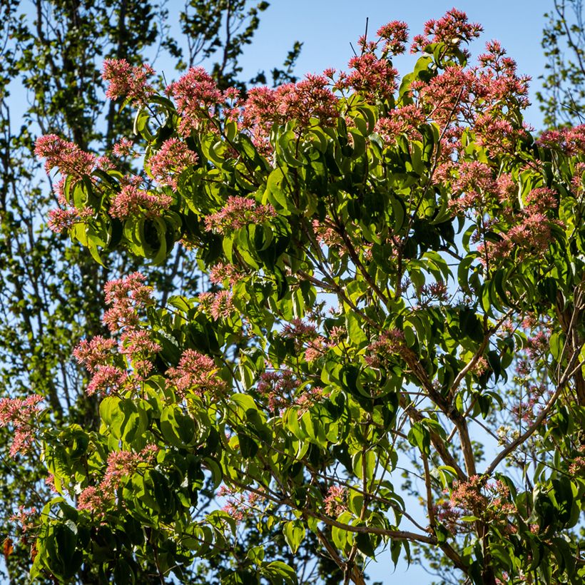 Heptacodium miconioides Temple of Bloom - Seven-son Tree (Plant habit)