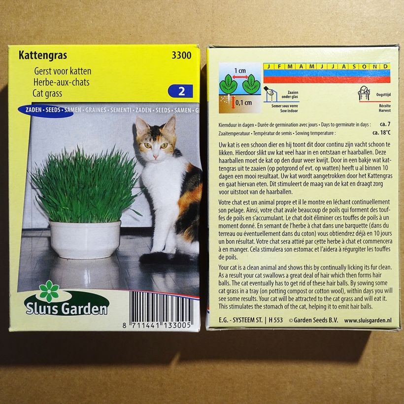 Example of Cat Grass - Blend of cereals specimen as delivered