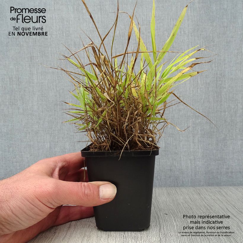 Herbe du Japon - Hakonechloa macra All Gold Godet de 9cm sample as delivered in autumn