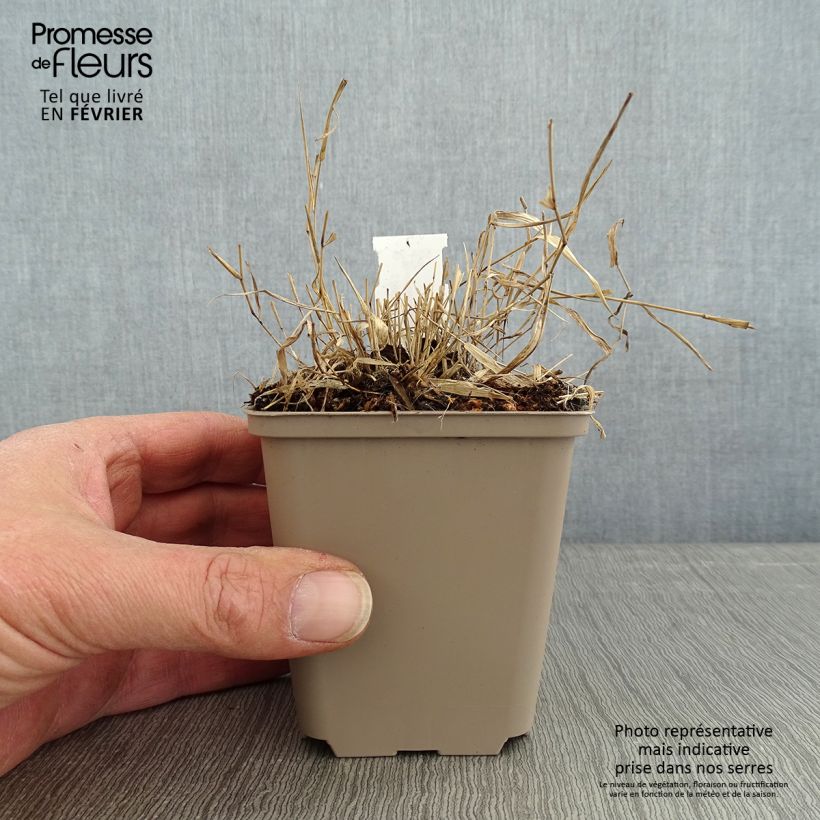 Hakonechloa macra Mulled Wine - Japanese Forest Grass sample as delivered in winter