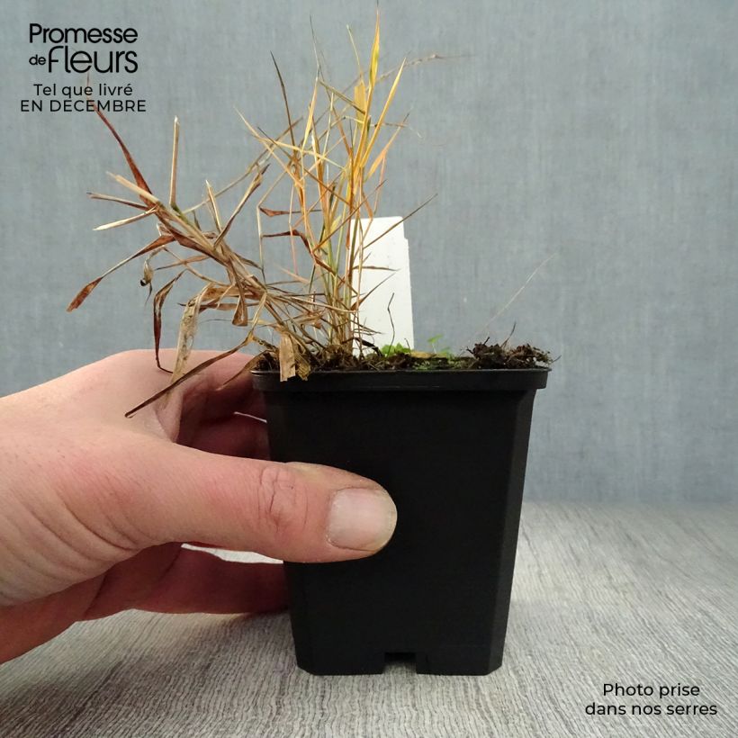 Herbe du Japon - Hakonechloa macra Nicolas en godet de 9 cm sample as delivered in winter