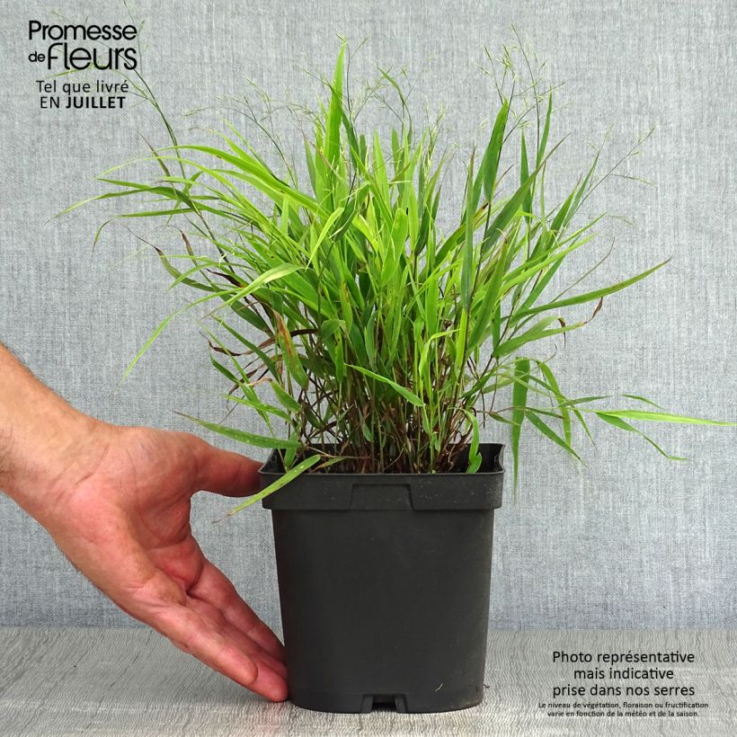 Hakonechloa macra - Japanese Forest Grass 2L/3L pot sample as delivered in summer