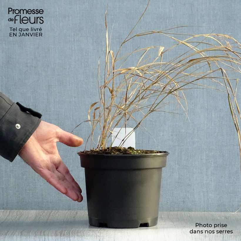 Herbe du Japon - Hakonechloa macra en pot de 2L/3L sample as delivered in winter