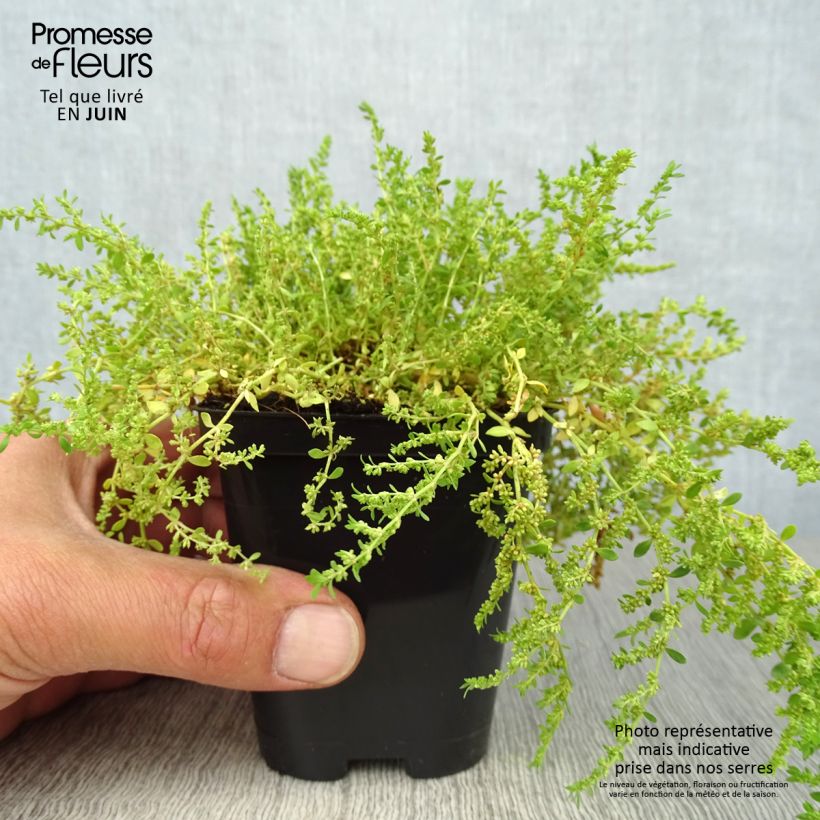 Herniaria glabra 8/9 cm pot sample as delivered in summer