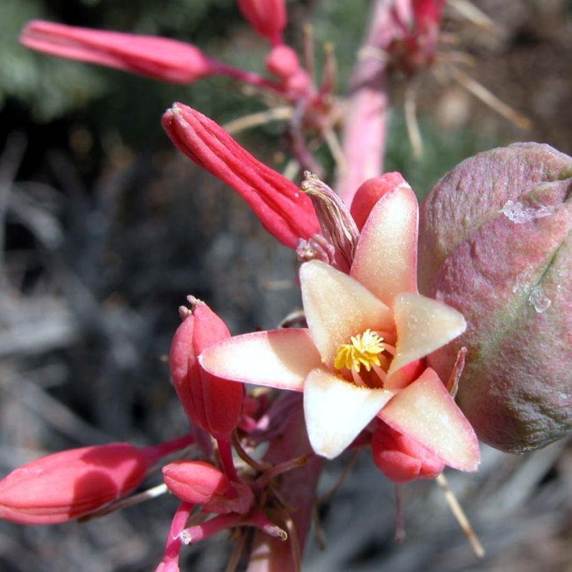 Hesperaloe parviflora Rubra - Red Yucca (Flowering)