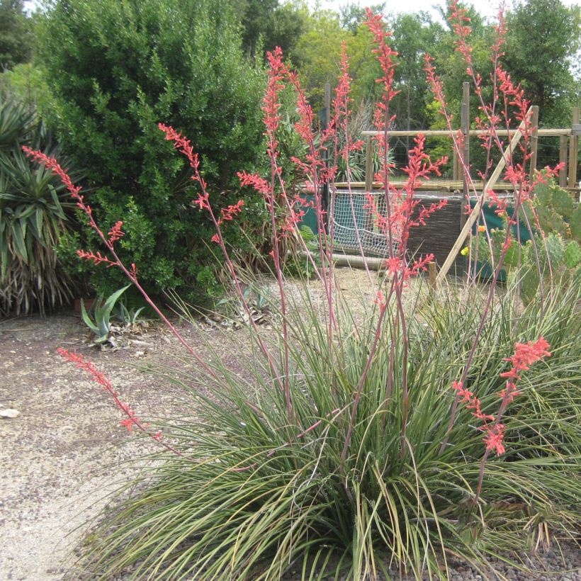 Hesperaloe parviflora Rubra - Red Yucca (Plant habit)