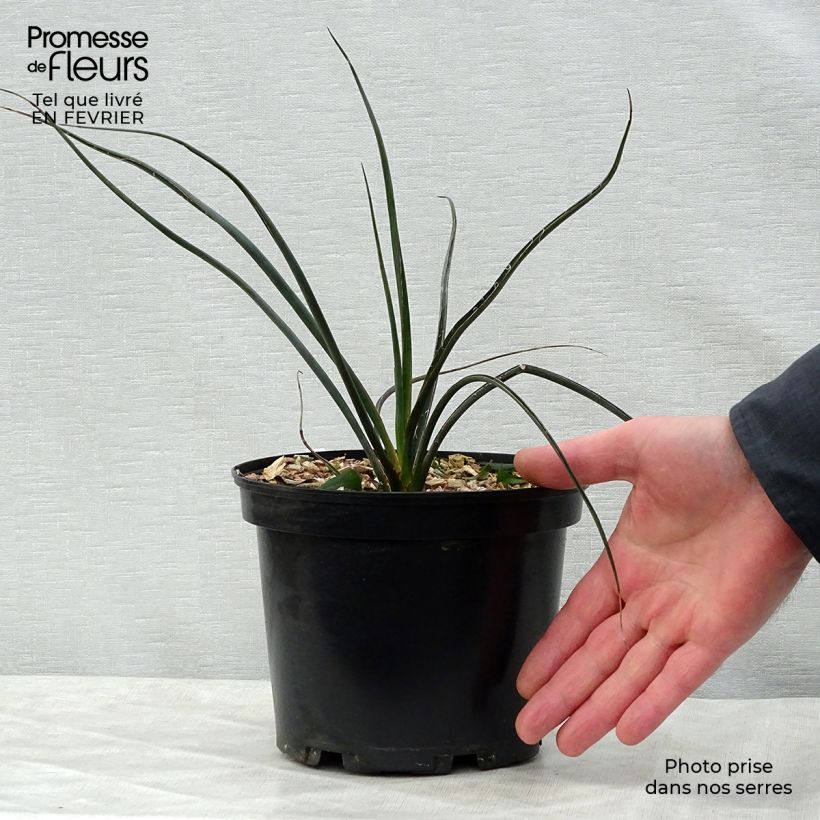 Hesperaloe parviflora Rubra - Yucca Rouge. Pot de 2L/3L sample as delivered in winter