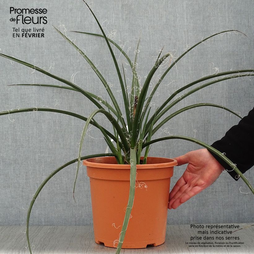 Hesperaloe parviflora - Yucca rouge Pot de 7,5L/10L sample as delivered in winter