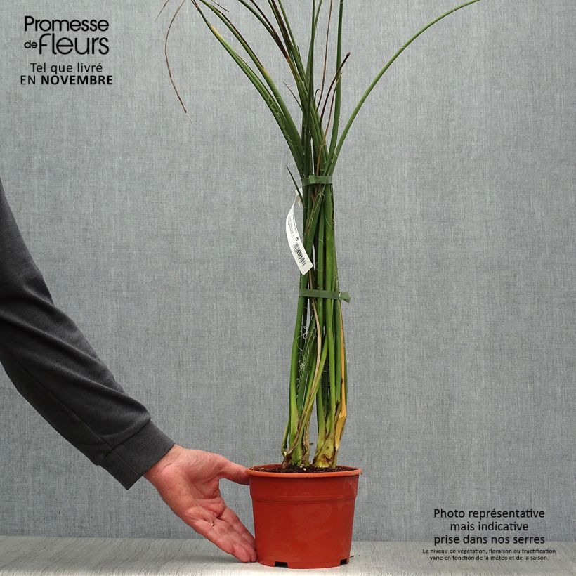 Hesperaloe parviflora Rose des Sables - Red Yucca 2L/3L pot sample as delivered in autumn