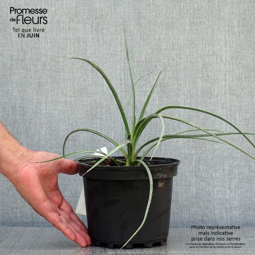 Hesperaloe parviflora Rose des Sables - Red Yucca 2L/3L pot sample as delivered in summer