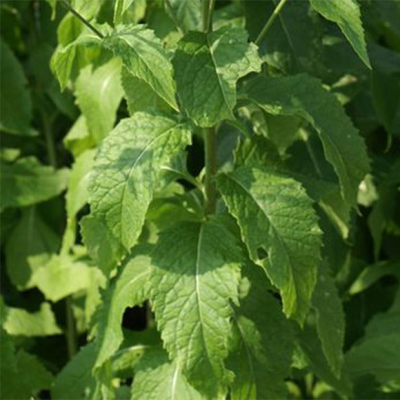 Hesperis lutea (Foliage)