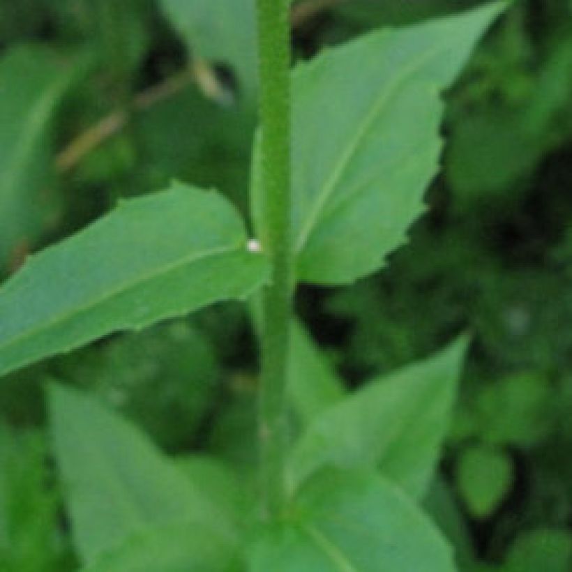 Hesperis matronalis (Foliage)