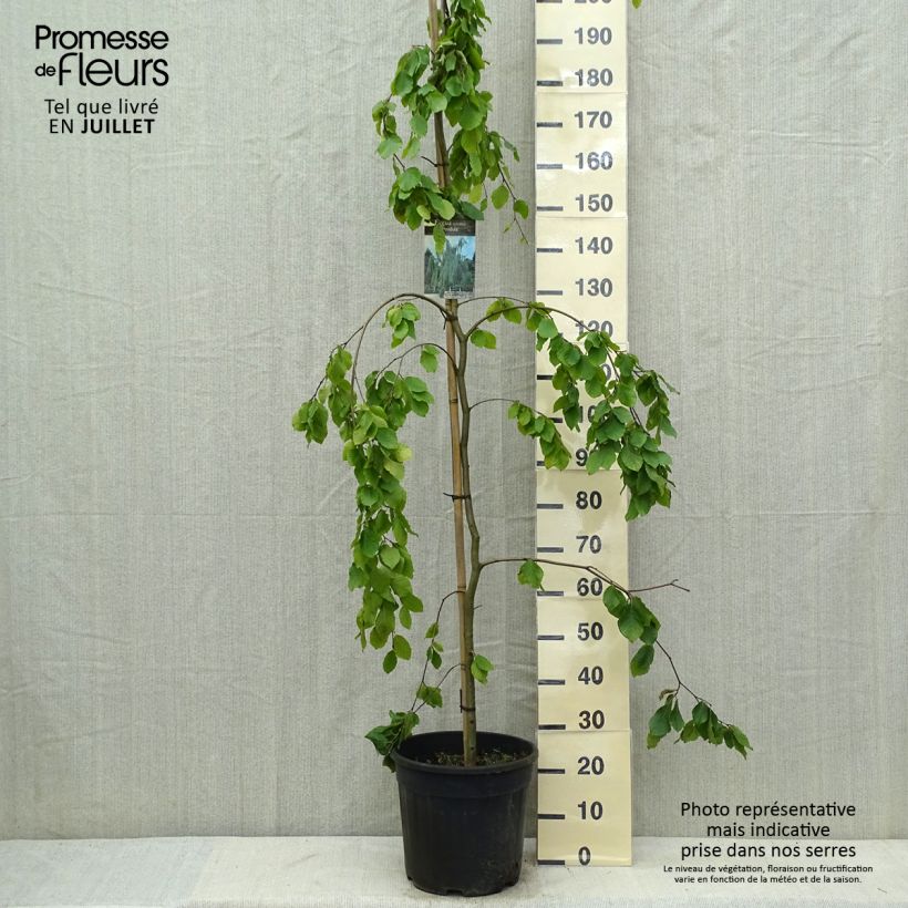 Fagus sylvatica Pendula  18L/20L potShipped height around 190cm sample as delivered in summer
