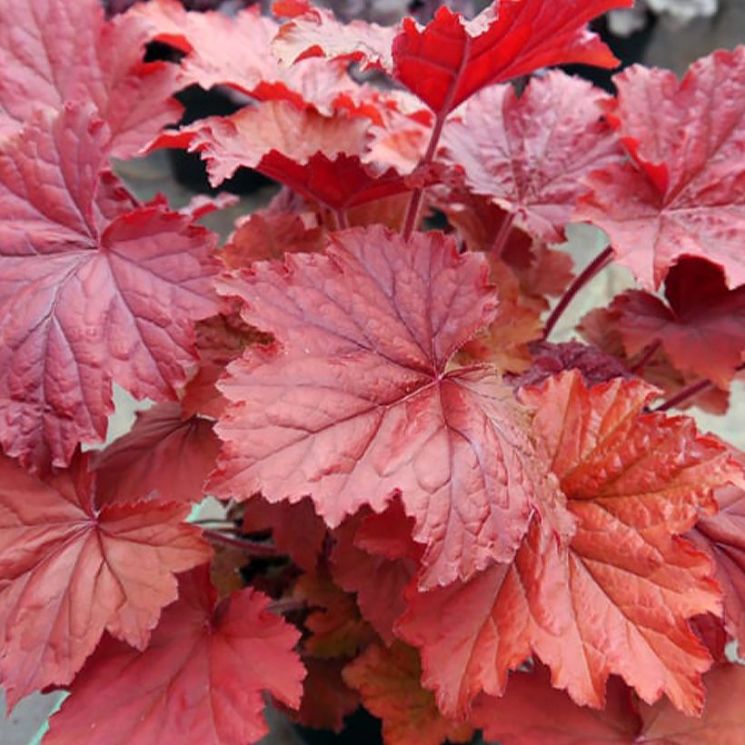 Heuchera Bloody Dinosaur (Foliage)
