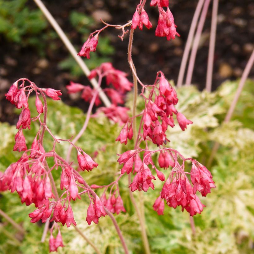 Heuchera sanguinea Coral Cloud (Flowering)