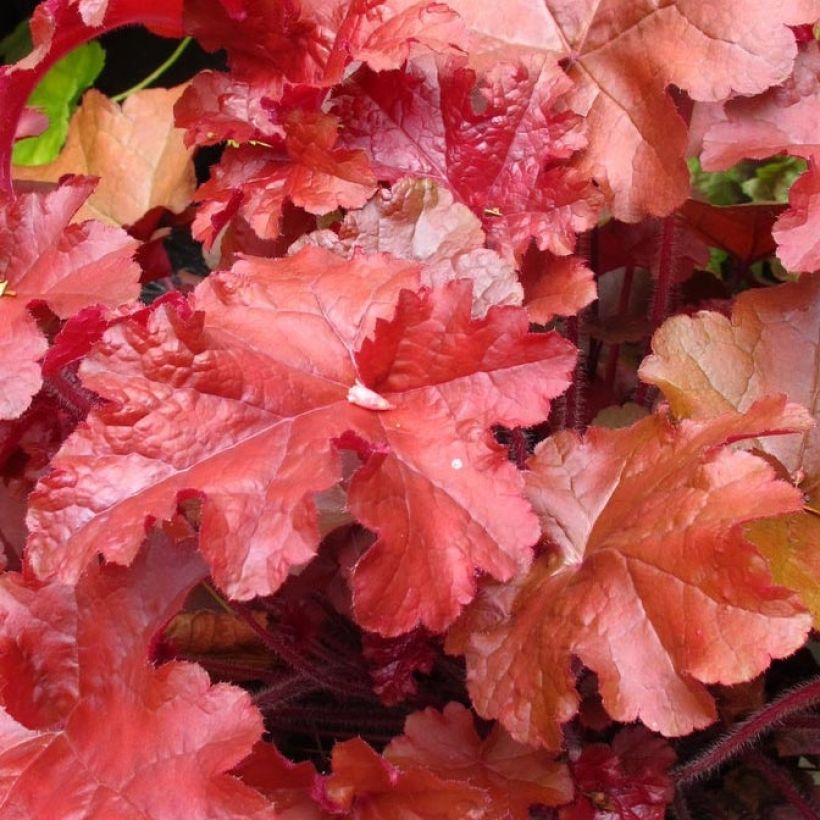 Heuchera Coral Sea (Foliage)