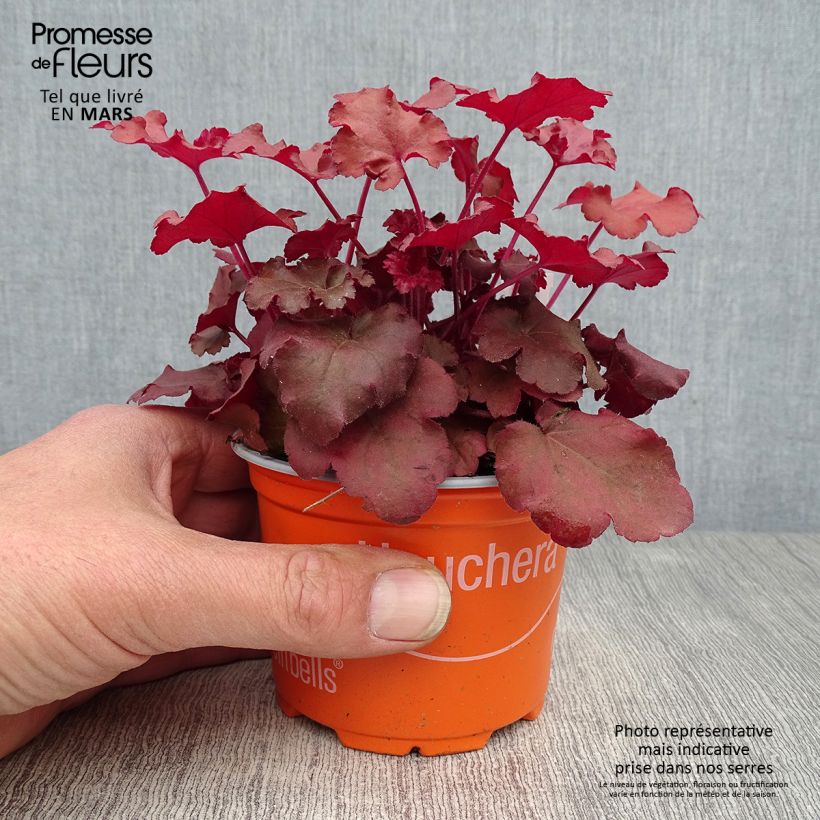 Heuchera Coral Sea - Heuchère Godet de 9cm sample as delivered in spring