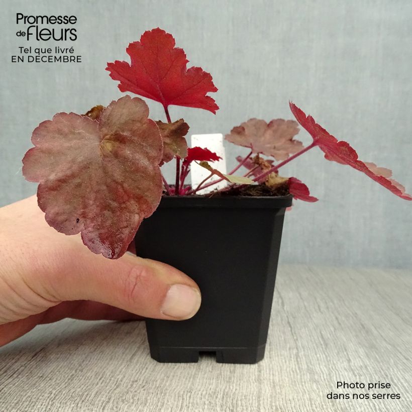 Heuchère - Heuchera Fire Chief Godet de 9cm sample as delivered in winter