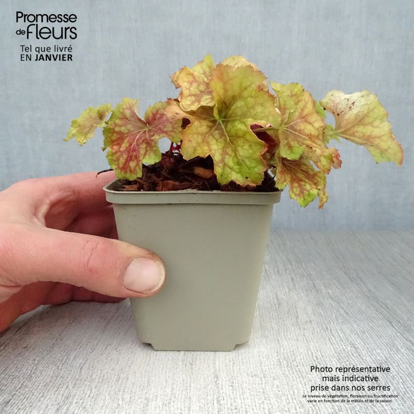 Heuchera Happy Flames 8/9 cm pot sample as delivered in winter