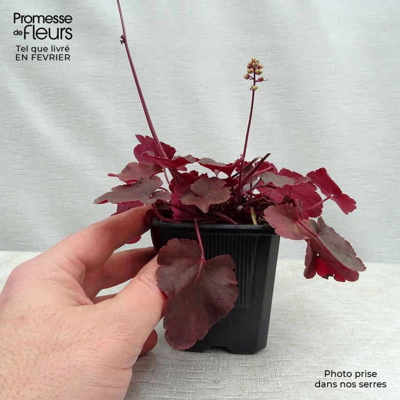 Heuchera Little Cutie Blondie - Heuchère hybride.en godet de 9 cm sample as delivered in winter