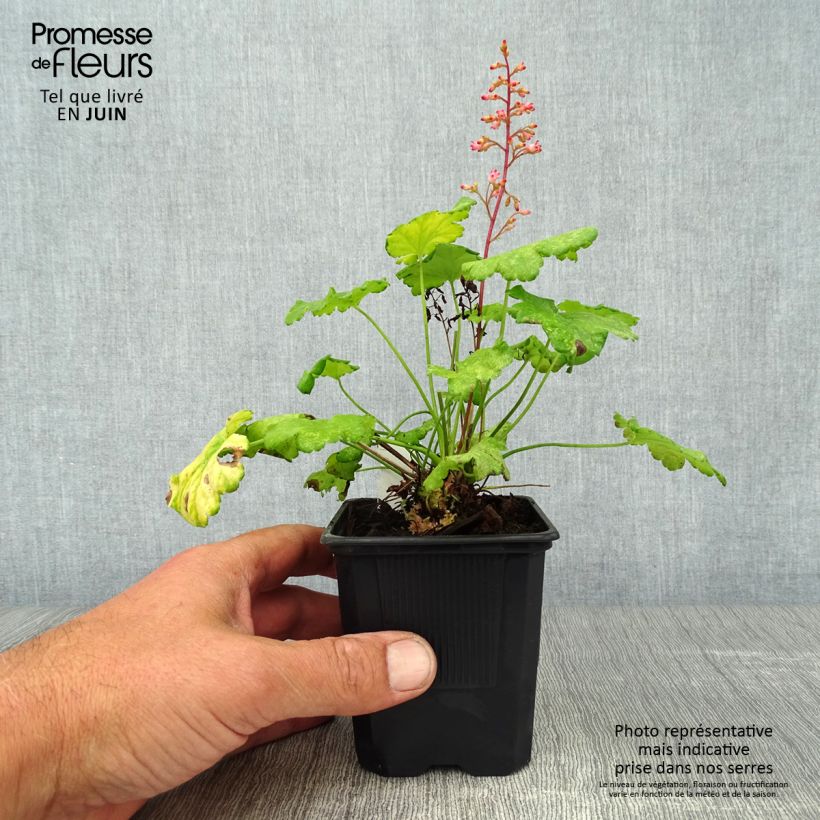 Heuchera hybrida Little Cuties Sweet Tart 8/9 cm pot sample as delivered in summer