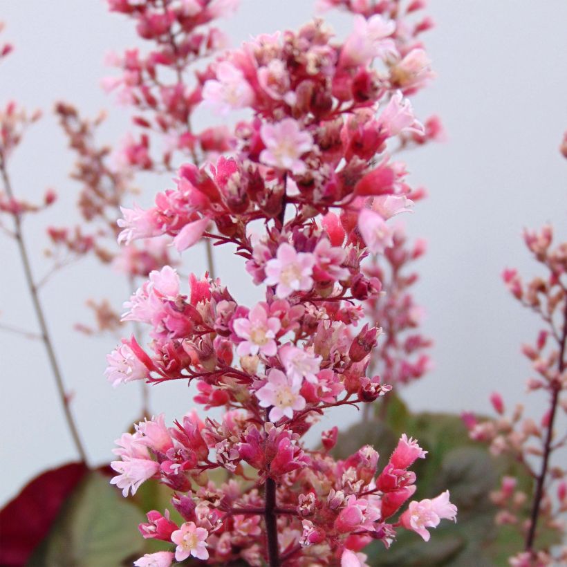 Heuchera Pink Pearls (Flowering)
