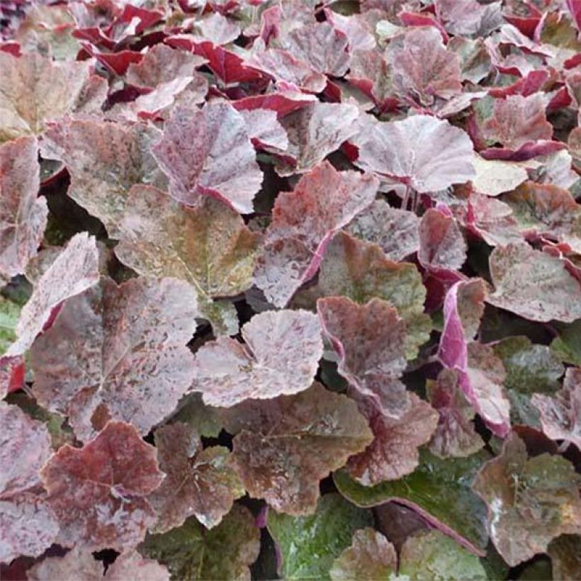 Heuchera XXL (Foliage)