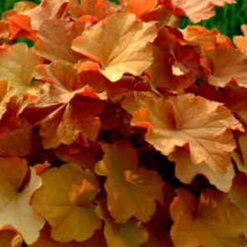 Heuchera villosa Caramel (Foliage)