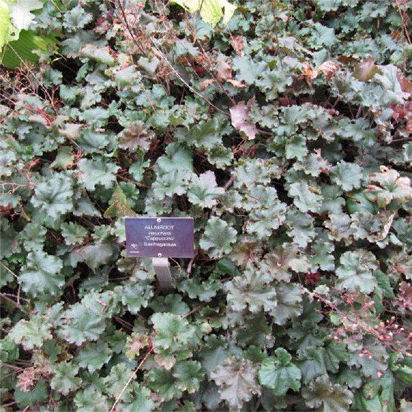 Heuchera micrantha Cappuccino (Flowering)