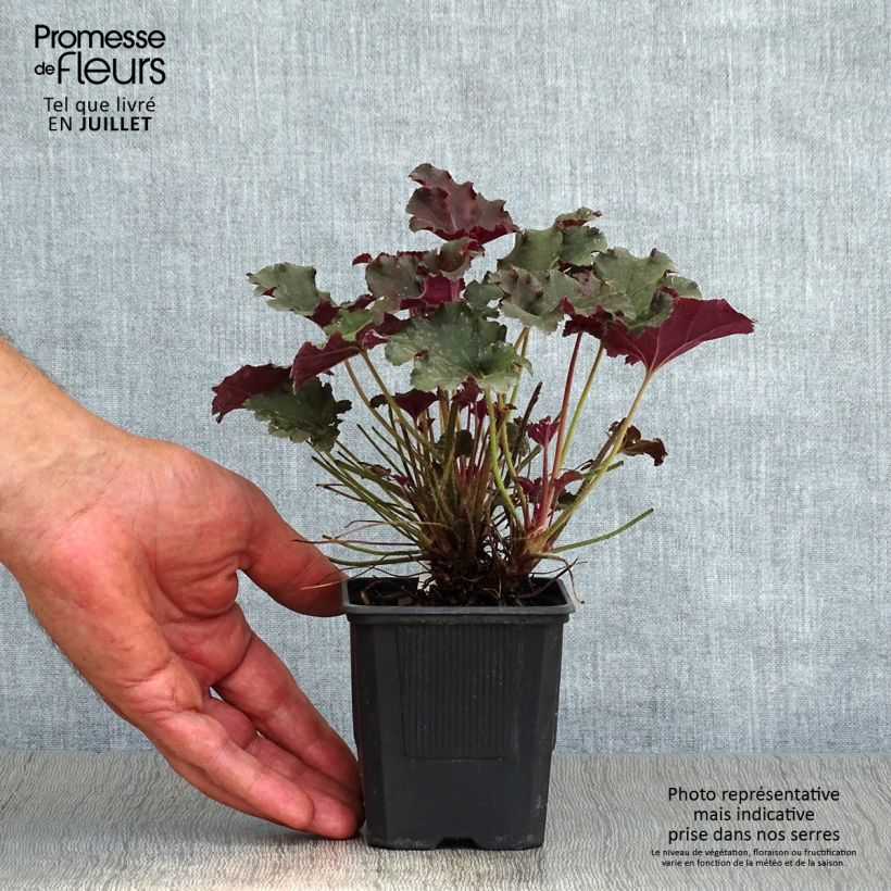 Heuchera micrantha Cappuccino - Heuchère bronze Godet de 8 cm sample as delivered in summer