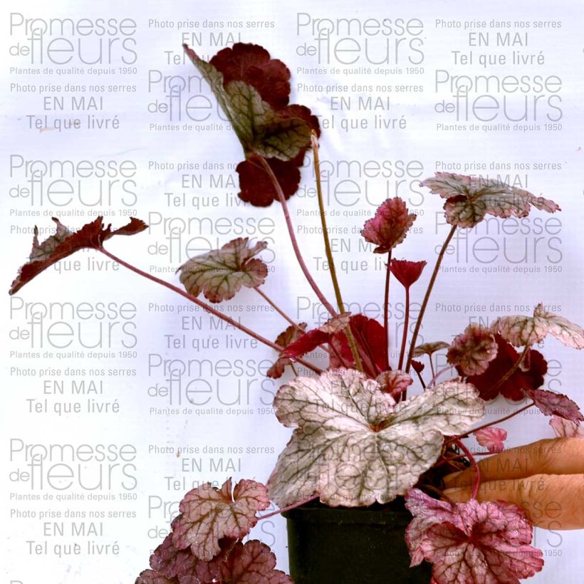 Example of Heuchera Prince of Silver specimen as delivered
