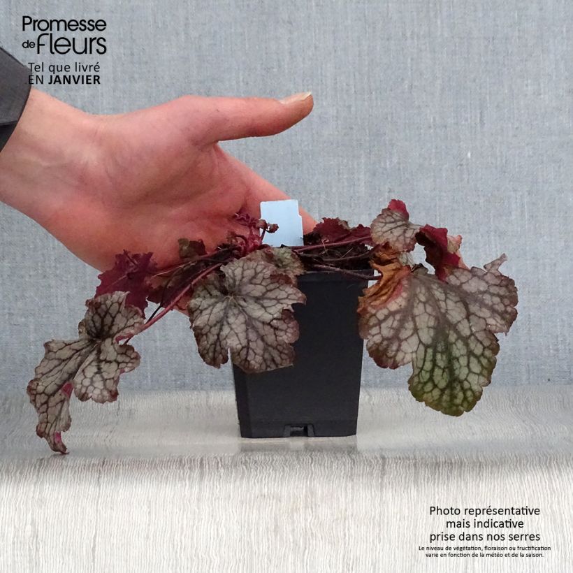 Heuchère - Heuchera Amethyst Myst Godet de 9cm sample as delivered in winter