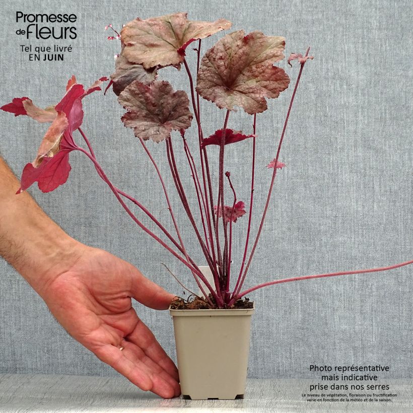 Heuchera Beaujolais 8/9 cm pot sample as delivered in summer