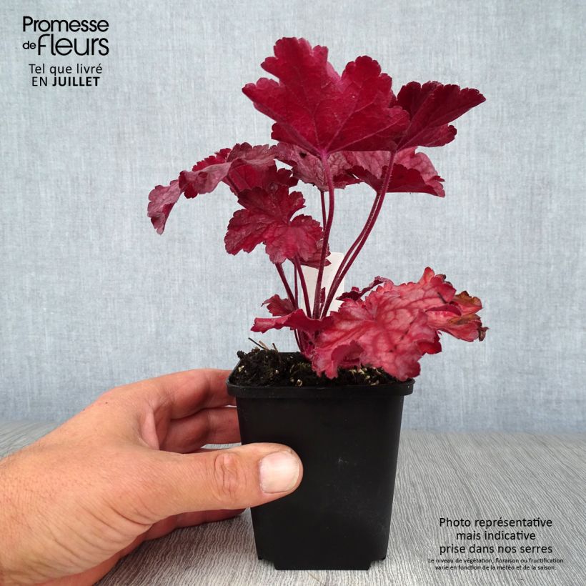 Heuchera Berry Smoothie 8/9 cm pot sample as delivered in summer