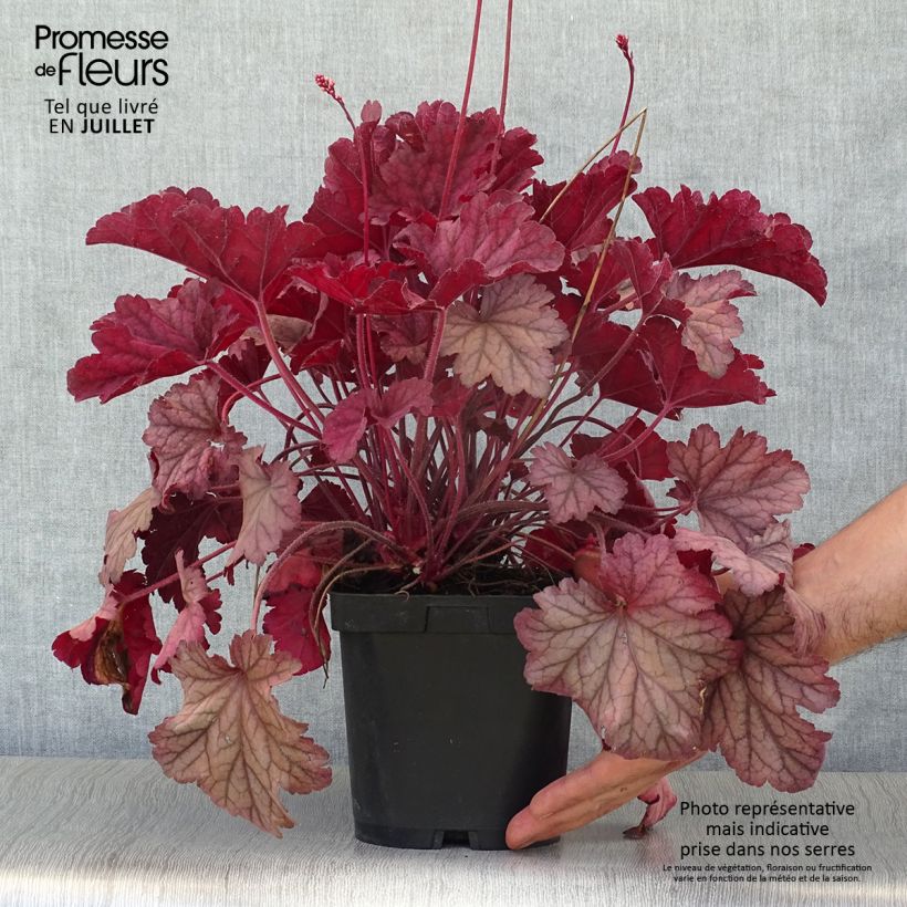 Heuchera Berry Smoothie 1.5L/2L pot sample as delivered in summer